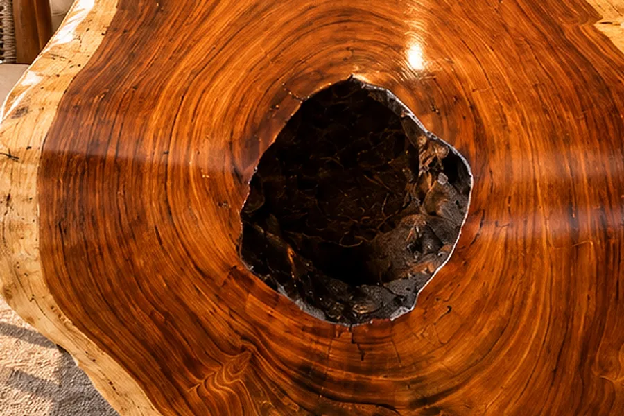 Peça de exceção: a seção do tronco mostra décadas de crescimento (imagem ilustrativa)